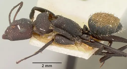 Camponotus ellioti - CASENT0101382