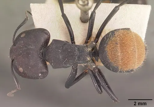 Camponotus ellioti - CASENT0102440