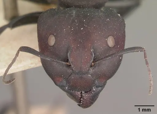 Camponotus ellioti - CASENT0102440