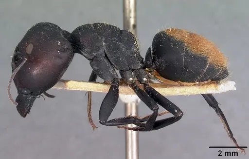 Camponotus ellioti - CASENT0102440