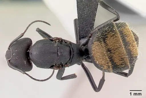 Camponotus ellioti - CASENT0450887