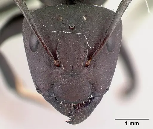 Camponotus ellioti - CASENT0450887