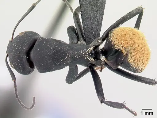 Camponotus ellioti - CASENT0450893