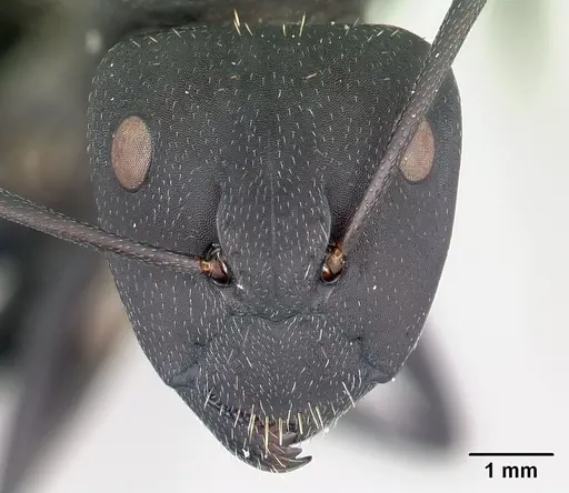 Camponotus ellioti - CASENT0450893