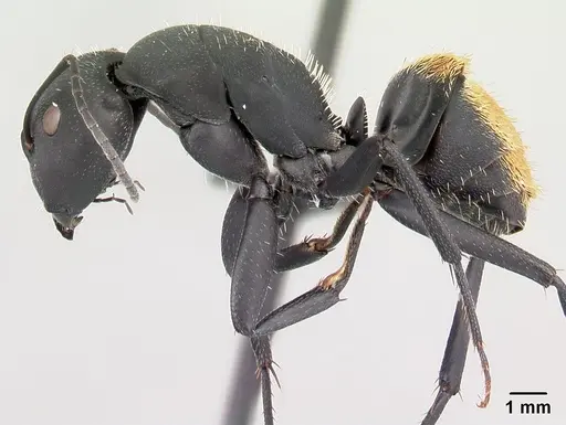 Camponotus ellioti - CASENT0450893