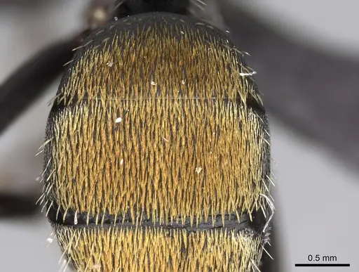 Camponotus ellioti - CASENT0450896