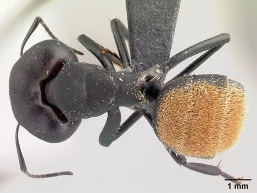 Camponotus ellioti - CASENT0450899