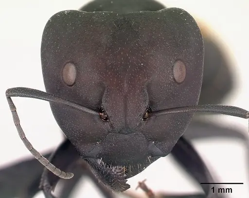 Camponotus ellioti - CASENT0450899