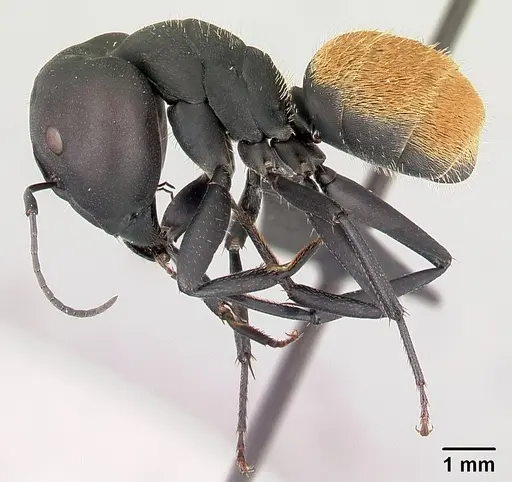Camponotus ellioti - CASENT0450899