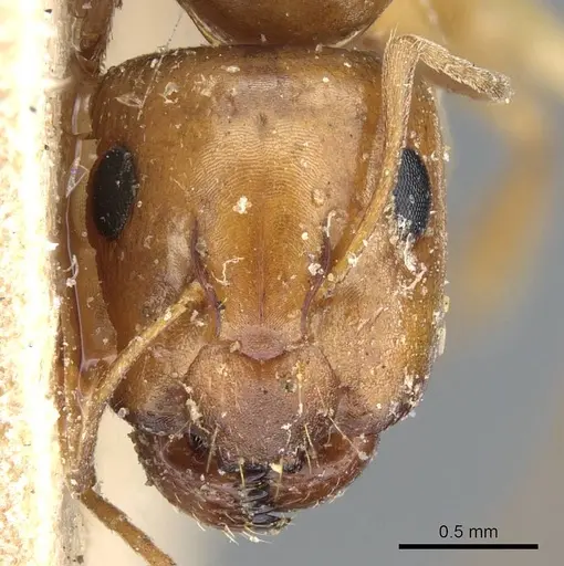Camponotus emarginatus specimen