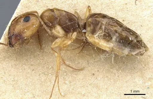Camponotus emarginatus specimen