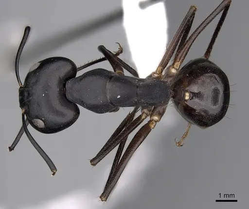 Camponotus empedocles specimen