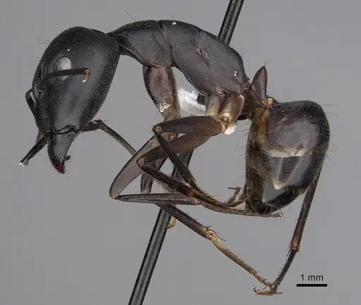 Camponotus empedocles specimen