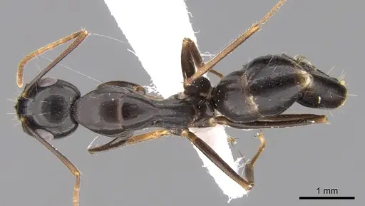 Camponotus empedocles - CASENT0906449