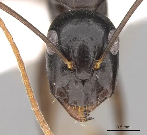 Camponotus empedocles - CASENT0906449