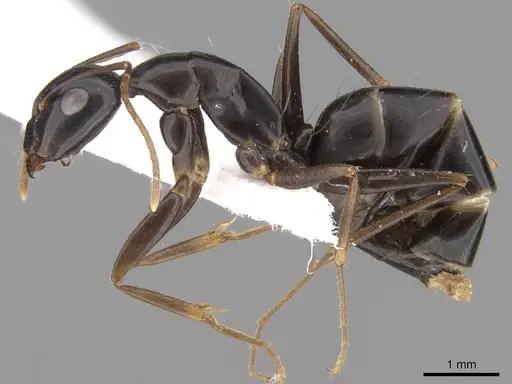 Camponotus empedocles - CASENT0906449
