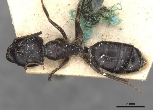 Camponotus empedocles - CASENT0910115