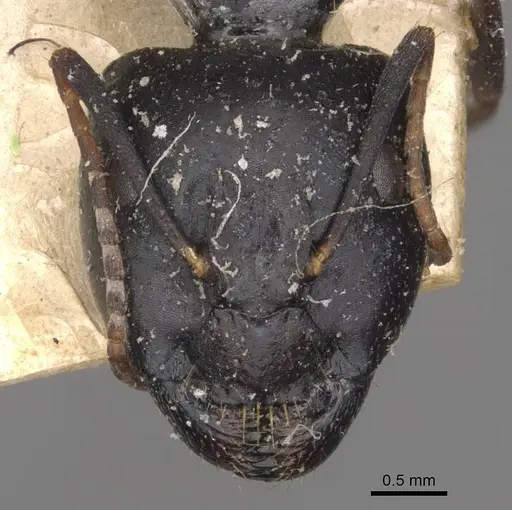 Camponotus empedocles - CASENT0910115