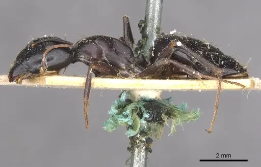 Camponotus empedocles - CASENT0910115