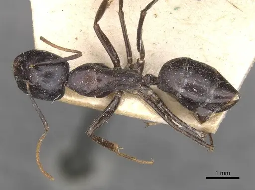 Camponotus empedocles - CASENT0910116