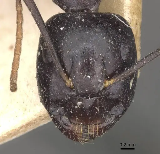 Camponotus empedocles - CASENT0910116