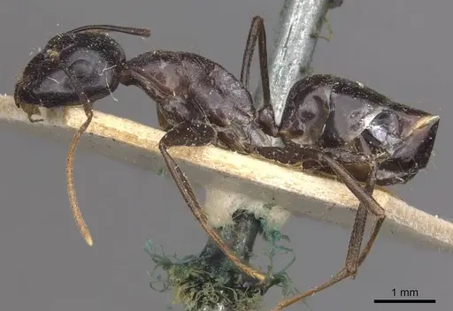 Camponotus empedocles - CASENT0910116