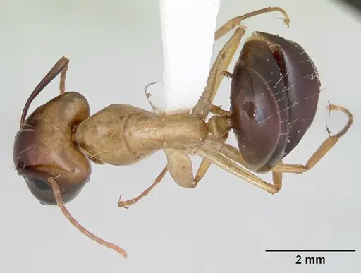 Camponotus eperiamorum specimen