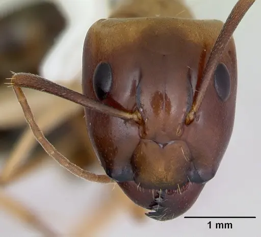 Camponotus eperiamorum specimen