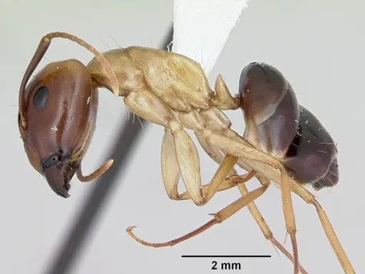 Camponotus eperiamorum specimen