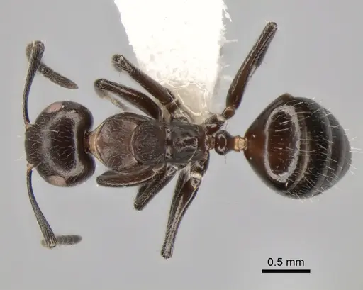 Camponotus ephippiatus specimen