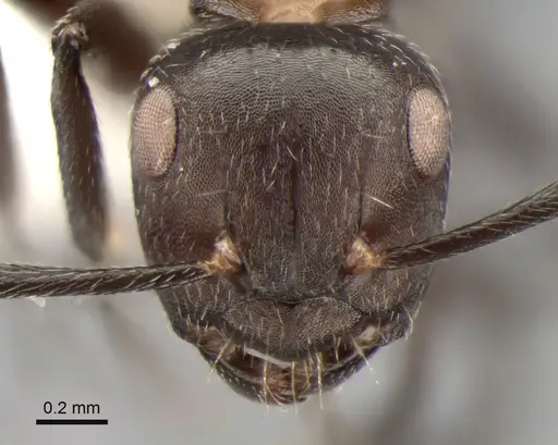 Camponotus ephippiatus specimen