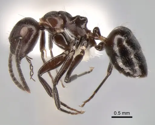 Camponotus ephippiatus specimen