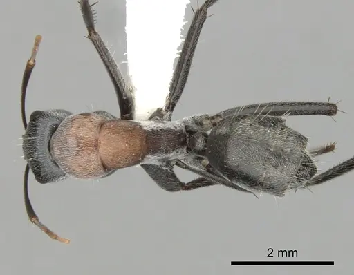 Camponotus ephippium specimen