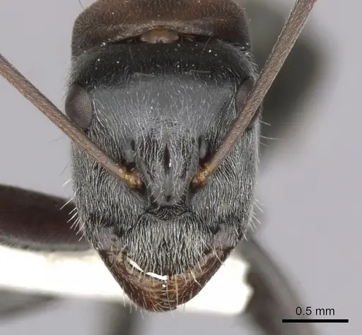 Camponotus ephippium specimen