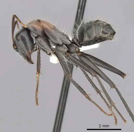 Camponotus ephippium specimen