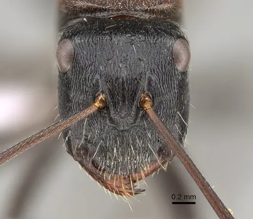 Camponotus ephippium - CASENT0887675