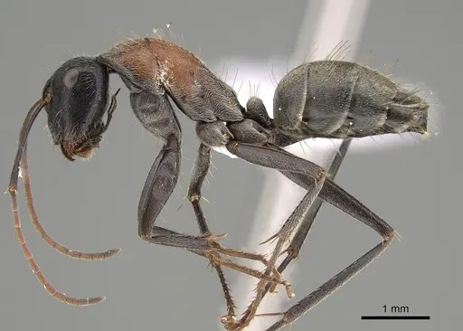Camponotus ephippium - CASENT0887675