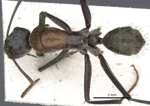 Camponotus ephippium - CASENT0903540