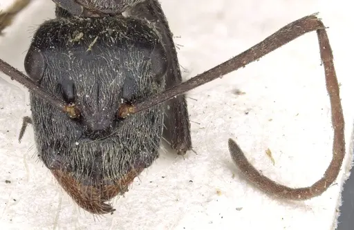 Camponotus ephippium - CASENT0903540