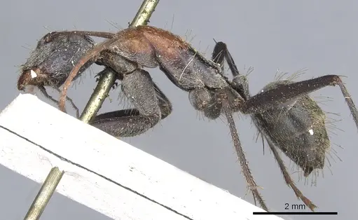 Camponotus ephippium - CASENT0903540