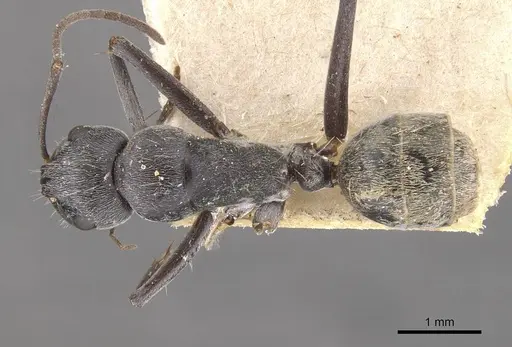 Camponotus ephippium - CASENT0910375