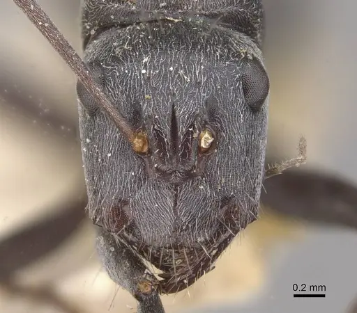 Camponotus ephippium - CASENT0910375