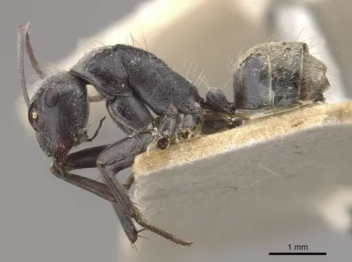 Camponotus ephippium - CASENT0910375