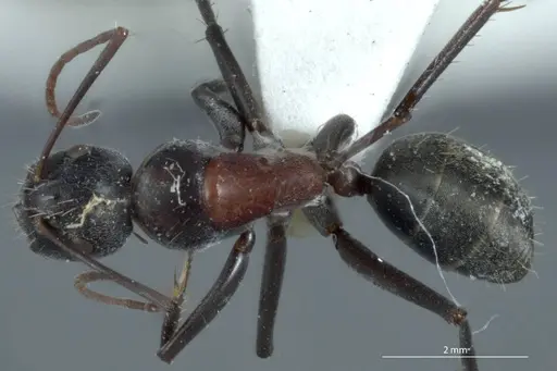 Camponotus ephippium - JDM32-001186