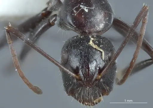 Camponotus ephippium - JDM32-001186