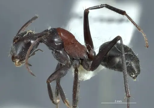 Camponotus ephippium - JDM32-001186