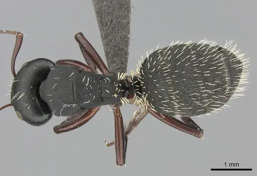 Camponotus erinaceus specimen