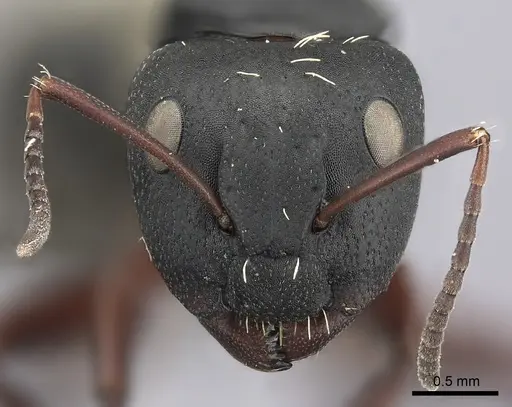 Camponotus erinaceus specimen