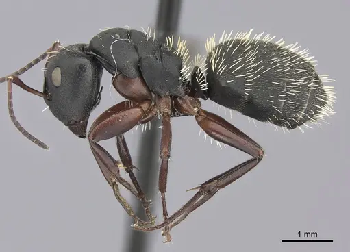 Camponotus erinaceus specimen