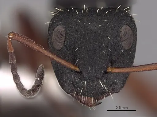 Camponotus erinaceus - CASENT0280291